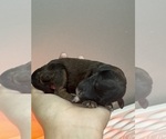 Small #6 Poodle (Standard)