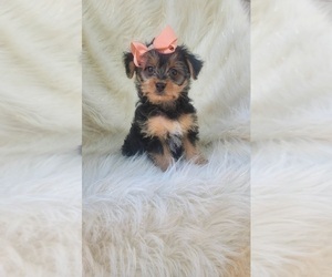 Medium Yorkshire Terrier