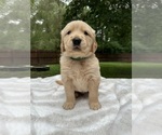 Small #1 Golden Retriever