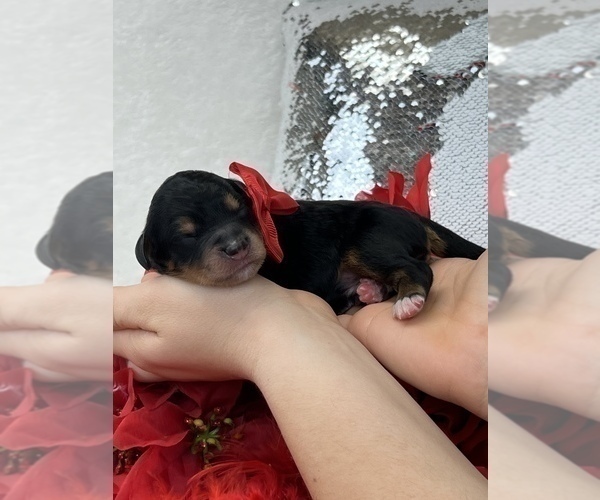 Medium Photo #4 Bernedoodle (Miniature) Puppy For Sale in BULLARD, TX, USA