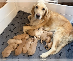 Mother of the Golden Retriever puppies born on 08/06/2026