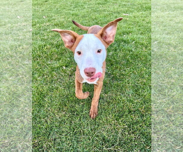 Medium Photo #12 Mutt Puppy For Sale in Plainfield, IL, USA