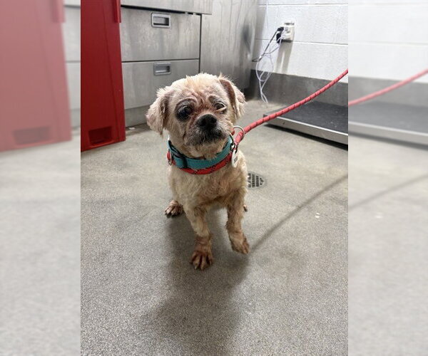 Medium Photo #1 Shih Tzu Puppy For Sale in Forestville, MD, USA
