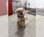 SKY - Female Shih Tzu Dog for Adoption - Small photo