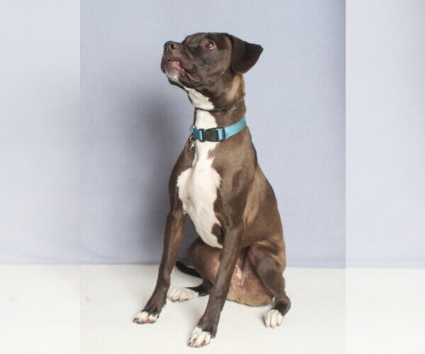 Medium Photo #2 Mutt Puppy For Sale in Burbank, CA, USA