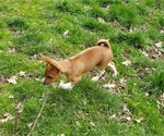 Small Photo #5 Basenji Puppy For Sale in EUGENE, OR, USA