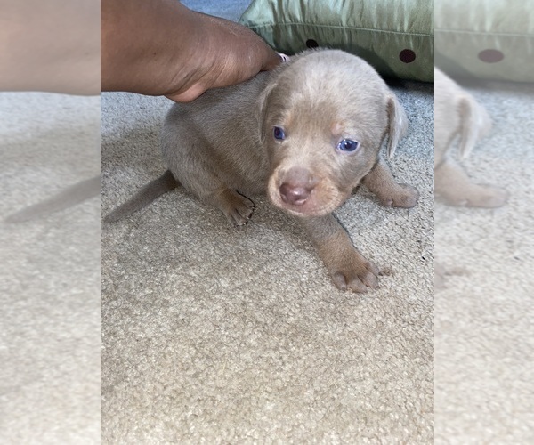 Medium Photo #2 American Pit Bull Terrier-Labrador Retriever Mix Puppy For Sale in COVINGTON, GA, USA