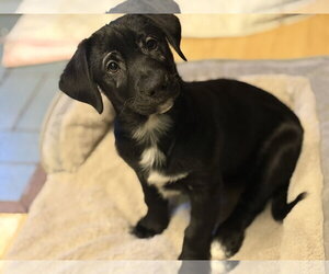 Labrador Retriever-Pomeranian Mix Dogs for adoption in Anchorage, AK, USA