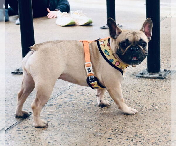 Medium Photo #3 French Bulldog Puppy For Sale in St. Louis Park, MN, USA