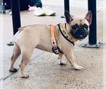 Small #2 French Bulldog