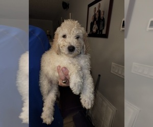 Labradoodle Puppy for sale in SPRING HILL, FL, USA