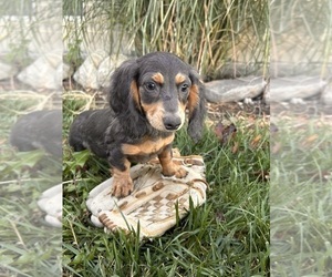 Dachshund Puppy for sale in MIDDLEBURY, IN, USA