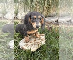 Image preview for Ad Listing. Nickname: Ruger