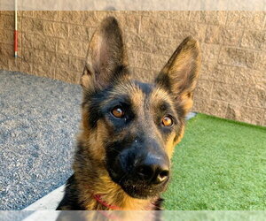 German Shepherd Dog-Unknown Mix Dogs for adoption in Moreno Valley, CA, USA