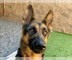 Small German Shepherd Dog Mix