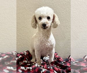 Poodle (Miniature) Dogs for adoption in Sioux Falls, SD, USA
