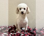 Small Poodle (Miniature)