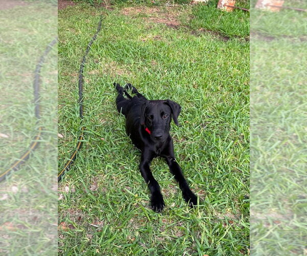 Medium Photo #4 Great Dane Puppy For Sale in Bullard, TX, USA