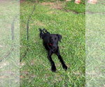 Small Photo #4 Great Dane Puppy For Sale in Bullard, TX, USA