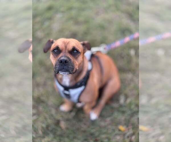 Medium Photo #2 Staffordshire Bull Terrier-Unknown Mix Puppy For Sale in Visalia, CA, USA