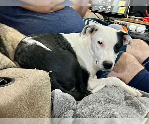 Medium Photo #4 Border Collie-Unknown Mix Puppy For Sale in Mesa, AZ, USA
