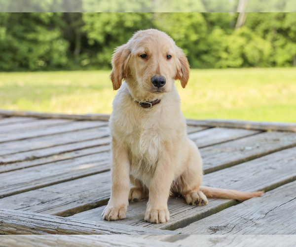 Medium Photo #2 Golden Retriever Puppy For Sale in LIBERTY, KY, USA