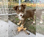 Puppy Roper Miniature Australian Shepherd
