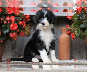 Sheepadoodle Puppy for sale in FREDERICKSBG, OH, USA
