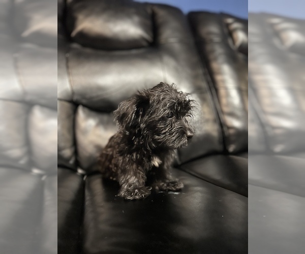 Medium Photo #10 Maltipoo Puppy For Sale in BRIDGEPORT, CT, USA