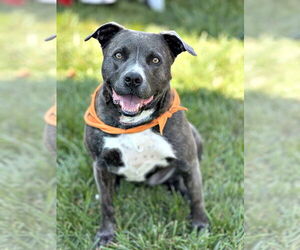 Jasmine - Female Mutt Dog for Adoption - Photo #2