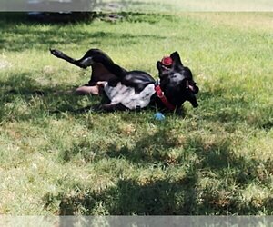 Pepper - Male Great Dane-Labrador Retriever Mix Dog for Adoption - Photo #3