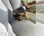 Small #4 Mutt