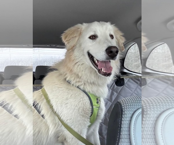 Medium Photo #2 Great Pyrenees-Unknown Mix Puppy For Sale in Croydon, NH, USA