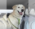 Small #1 Great Pyrenees Mix