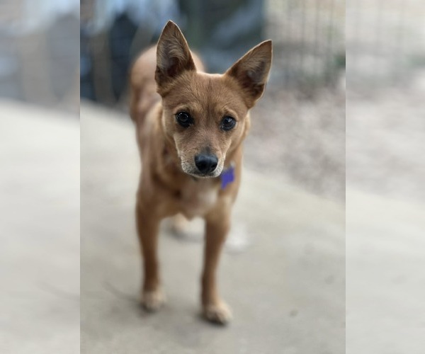 Medium Photo #5 Rat-Cha Puppy For Sale in Cookeville, TN, USA