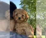 Image preview for Ad Listing. Nickname: Small Curly 2