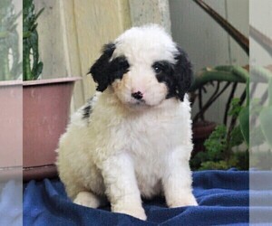 Bernedoodle-Poodle (Miniature) Mix Puppy for sale in EAST EARL, PA, USA