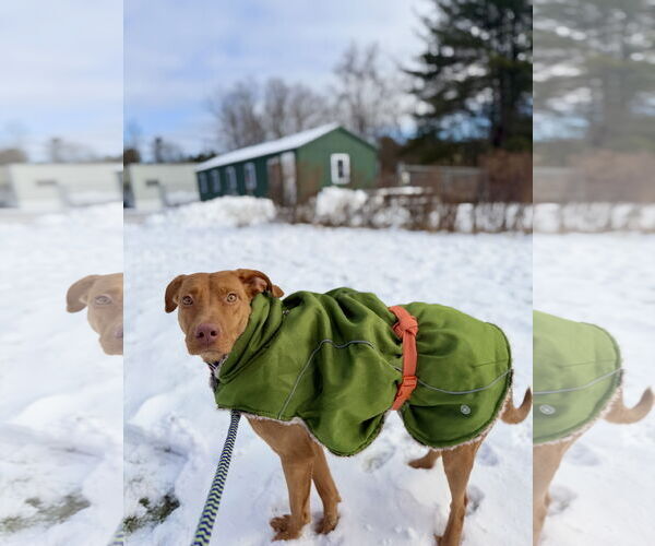 Medium Photo #2 Unknown-Vizsla Mix Puppy For Sale in West Cornwall, CT, USA