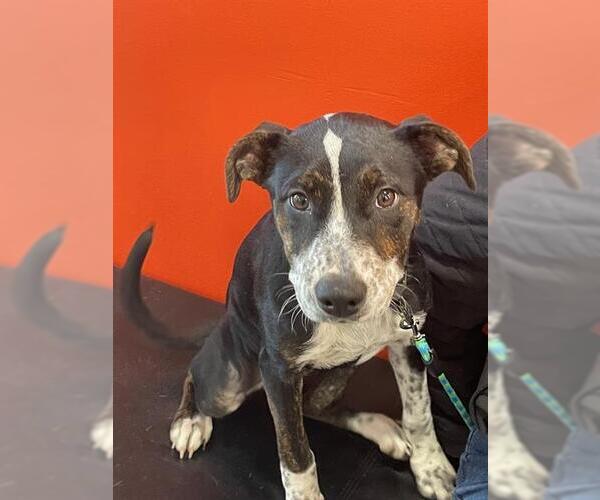 Medium Photo #1 Labrador Retriever-Unknown Mix Puppy For Sale in Louisville, KY, USA