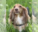 Small #6 Dachshund