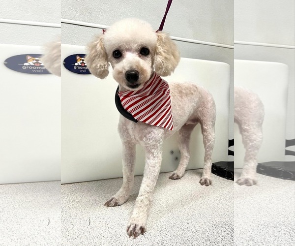 Medium Photo #3 Poodle (Miniature) Puppy For Sale in Sioux Falls, SD, USA
