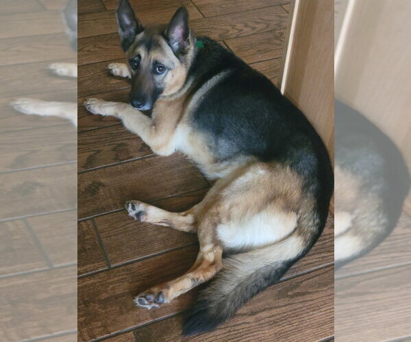 Medium Photo #2 German Shepherd Dog Puppy For Sale in Springdale, PA, USA