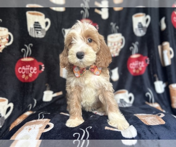 Medium Photo #3 Cockapoo Puppy For Sale in LAKELAND, FL, USA