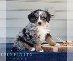 Small #3 Bernedoodle (Miniature)
