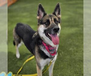 Siberian Husky-Unknown Mix Dogs for adoption in Las Vegas, NV, USA
