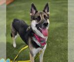 Small Siberian Husky Mix