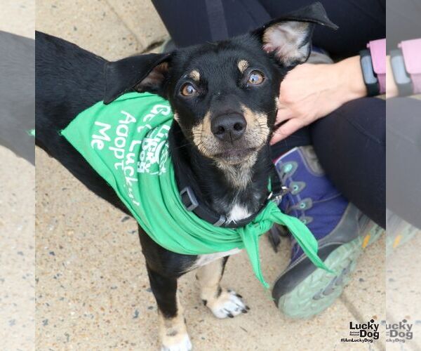 Medium Photo #9 Chihuahua-Unknown Mix Puppy For Sale in Washington, DC, USA