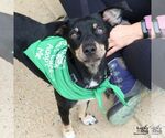 Small #8 Chihuahua Mix