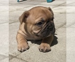 Small #23 French Bulldog