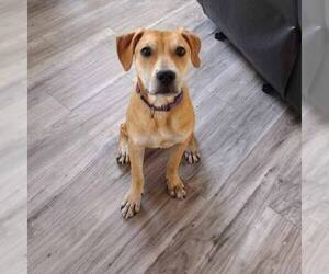 Black Mouth Cur-Unknown Mix Dogs for adoption in Melrose, FL, USA